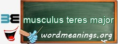 WordMeaning blackboard for musculus teres major